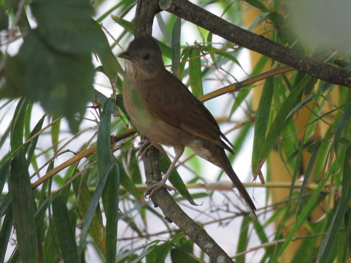 Pale-breasted Thrush - ML583718431