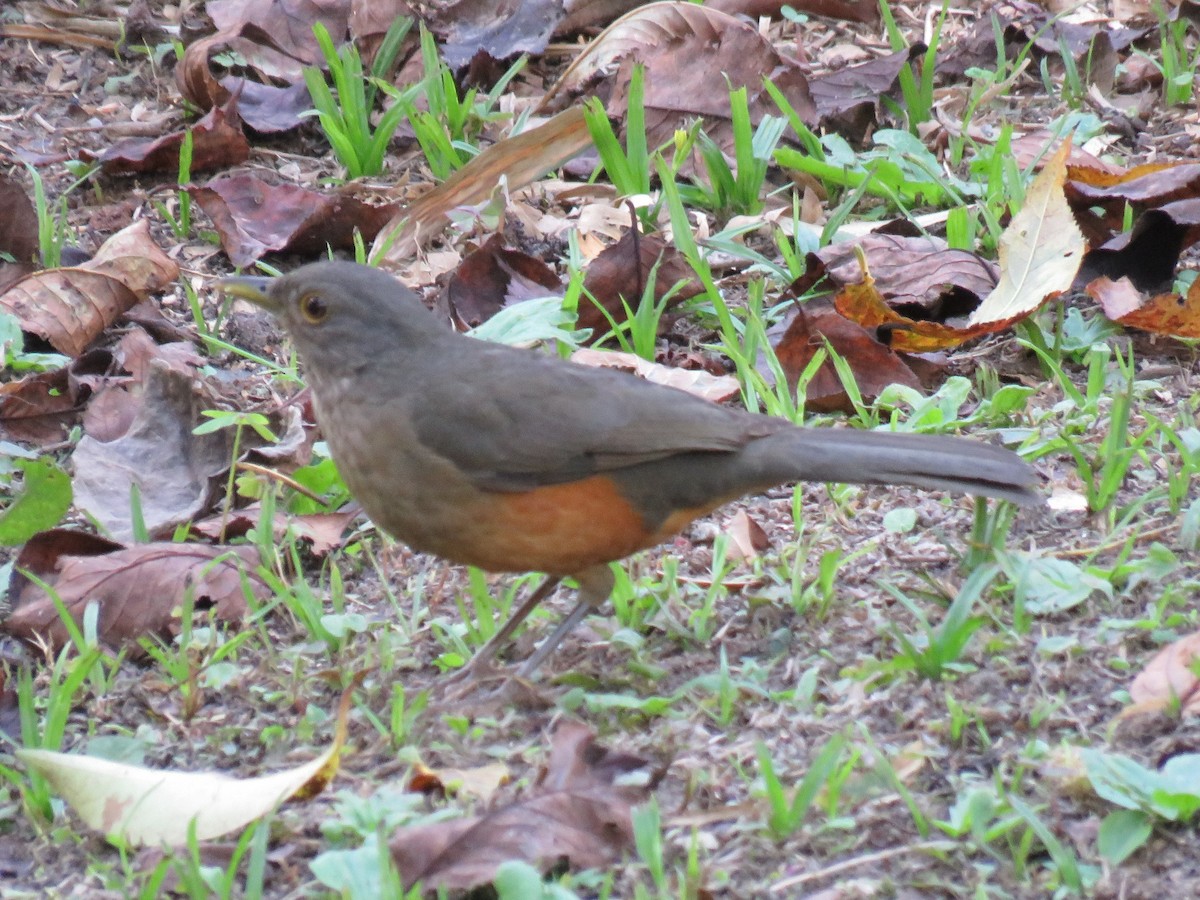 Rufous-bellied Thrush - ML583718441