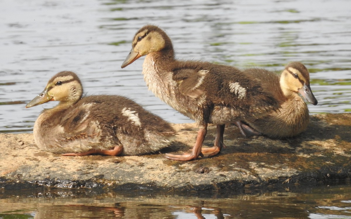 Зэрлэг нугас - ML583718861