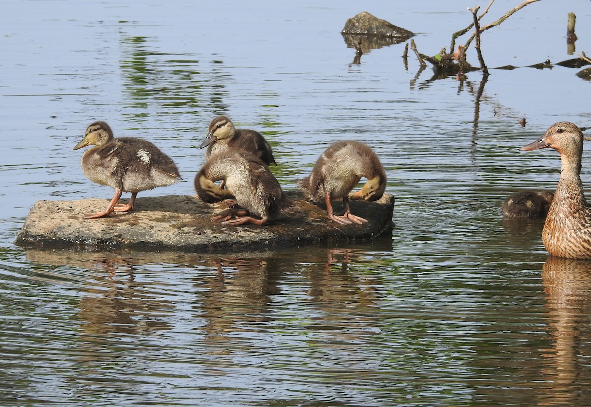 Mallard - Fred Shaffer