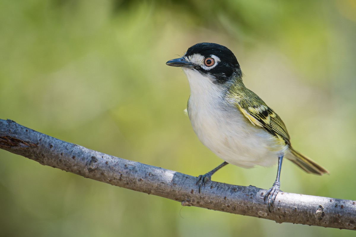 Black-capped Vireo - ML583719461
