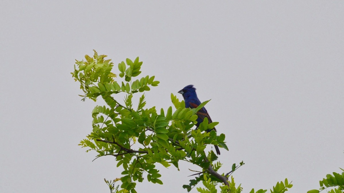 Guiraca bleu - ML583720981