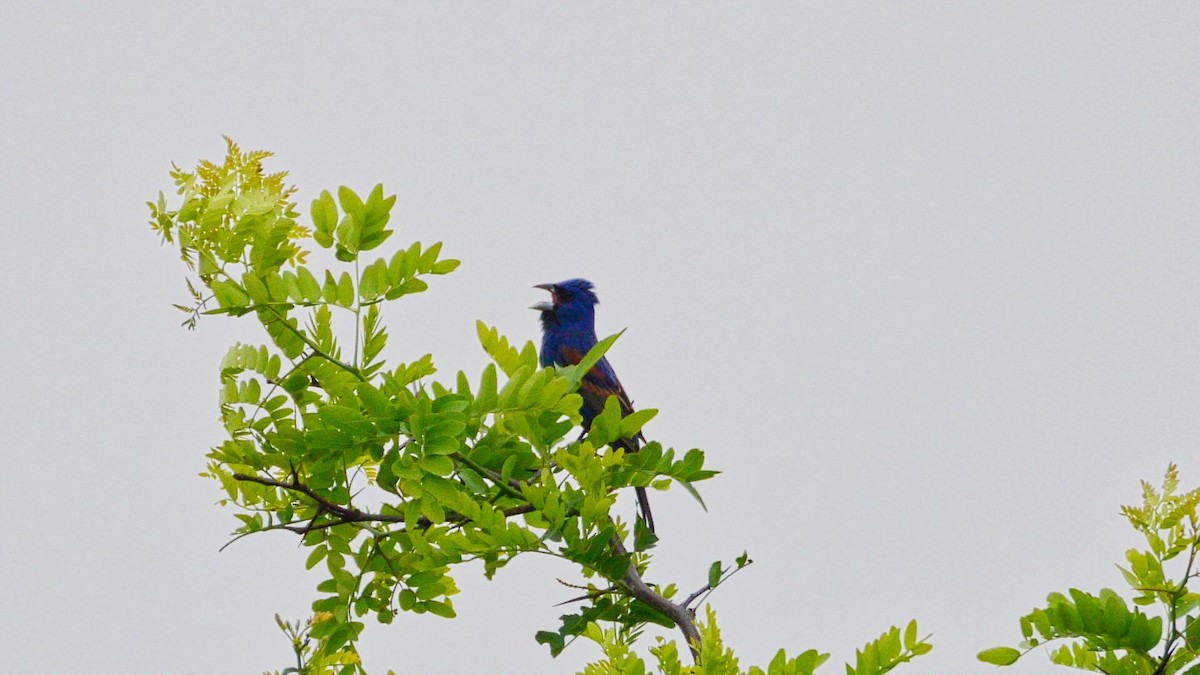 Blue Grosbeak - Chris Pierce