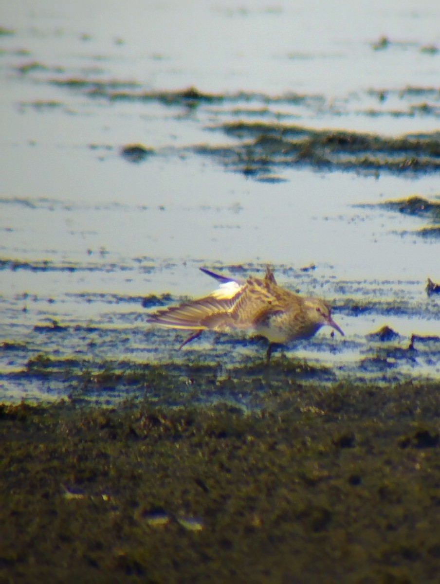 White-rumped Sandpiper - ML583721321