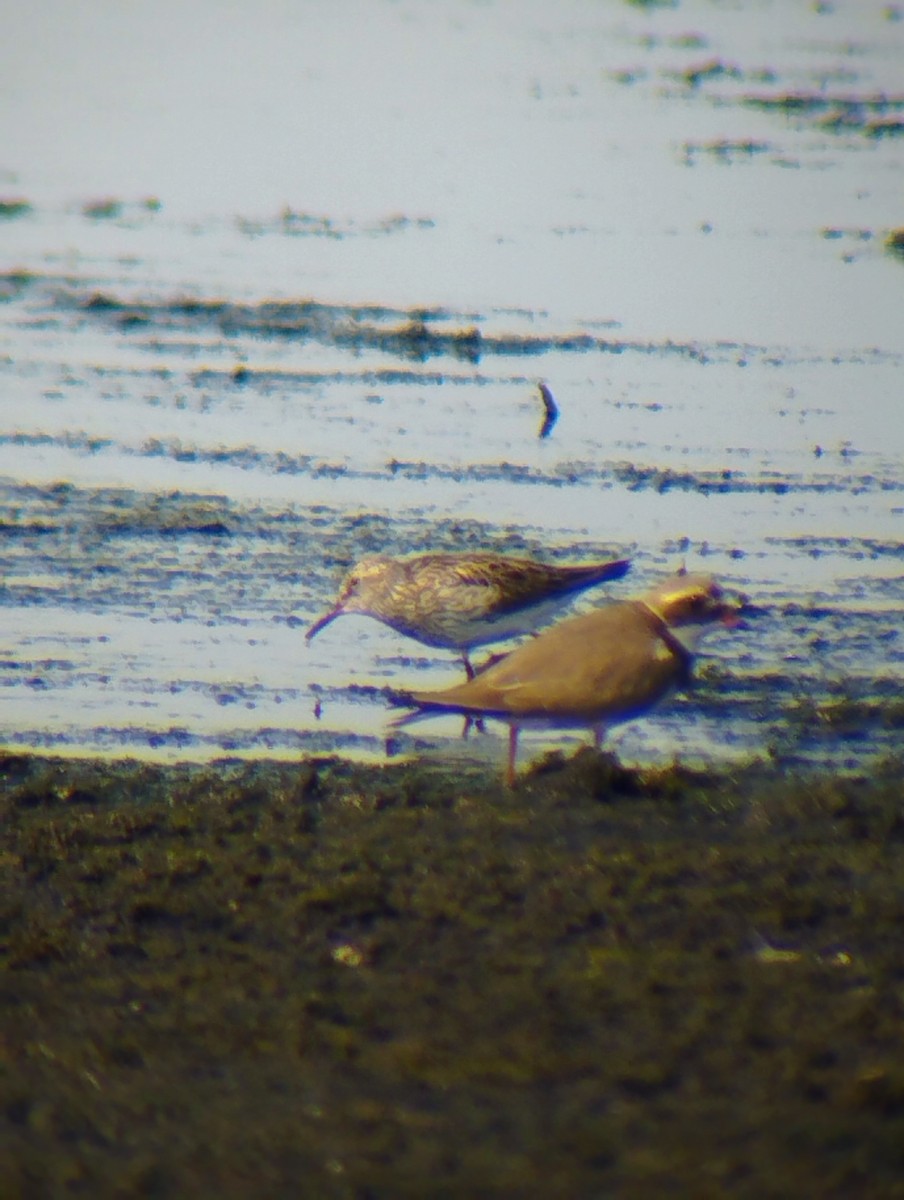 White-rumped Sandpiper - ML583721361