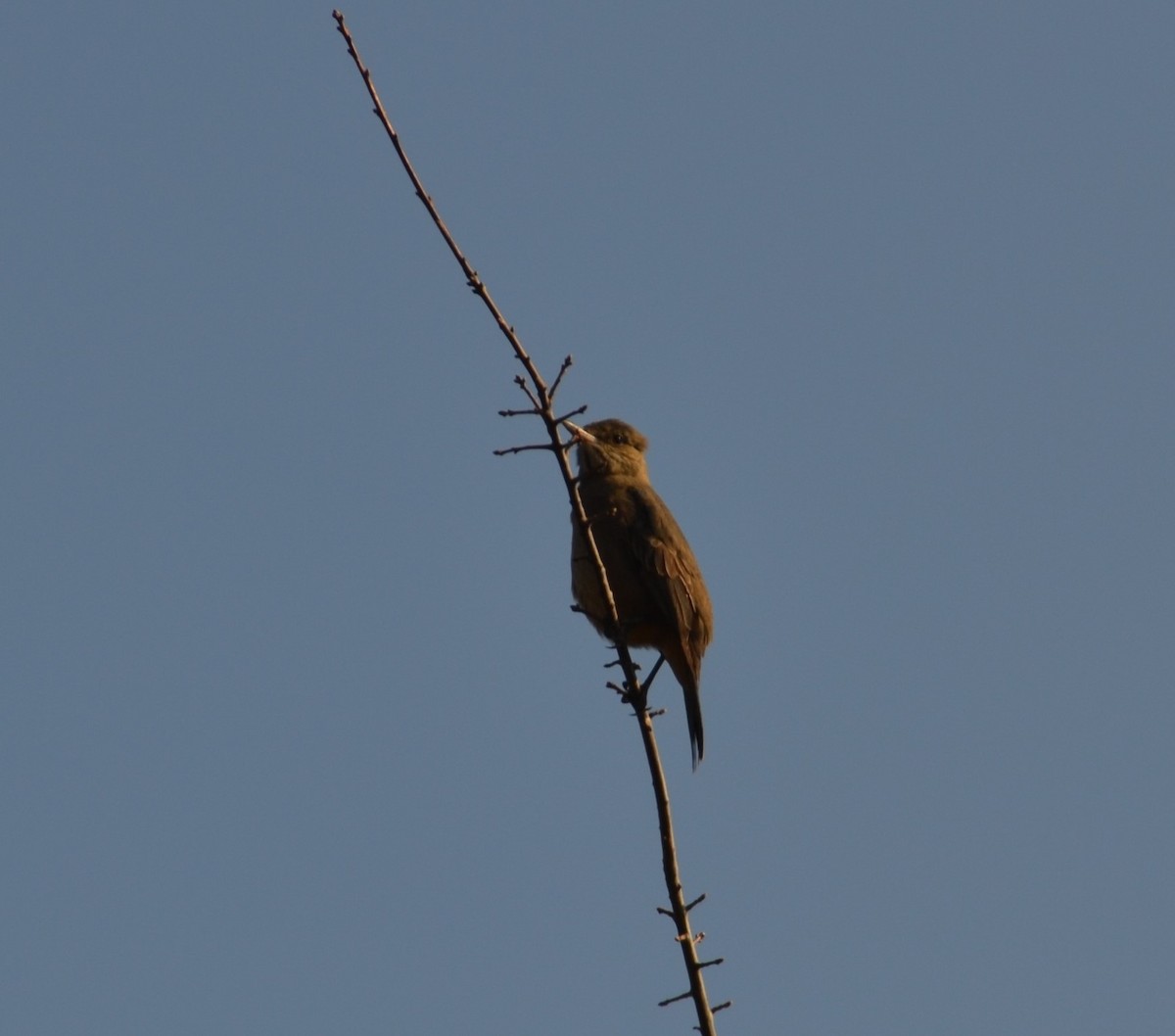 Great Shrike-Tyrant - ML583721431