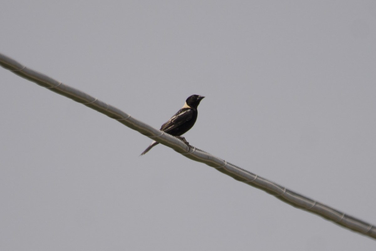 bobolink americký - ML583722691