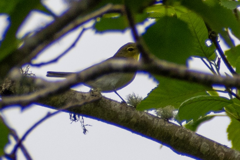 Yellow-throated Vireo - ML583723471