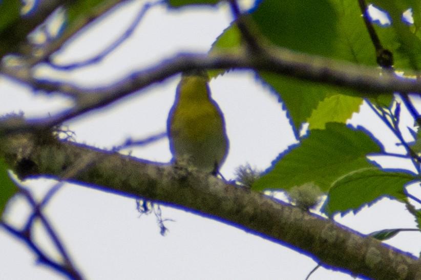 Yellow-throated Vireo - ML583723481