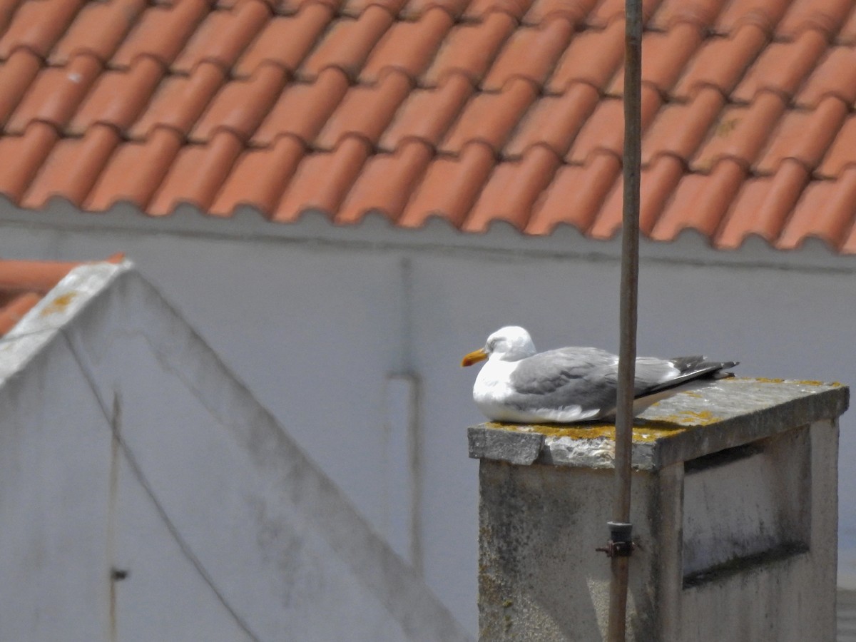 Gaviota Patiamarilla - ML583723851