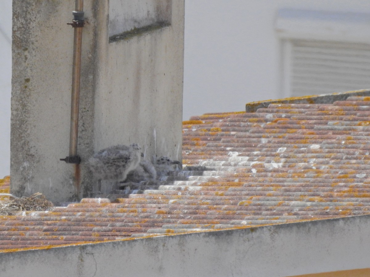 Yellow-legged Gull - ML583723871