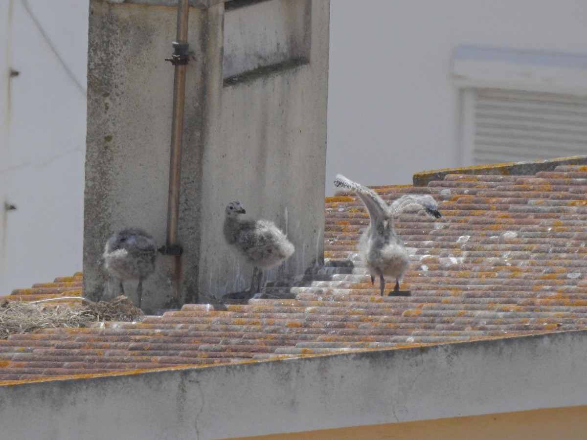 Yellow-legged Gull - ML583723911