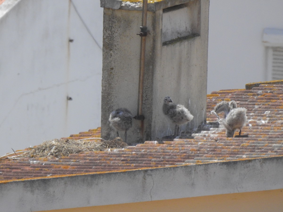 Yellow-legged Gull - ML583723931