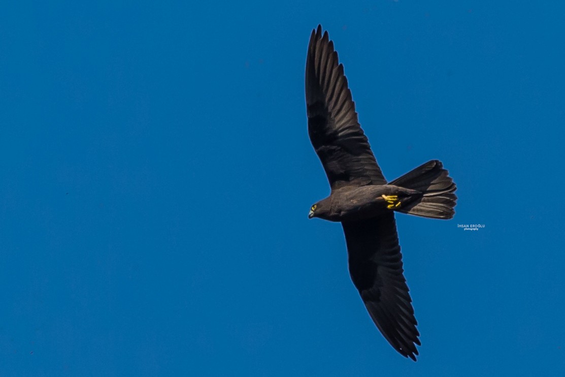 Eleonora's Falcon - İhsan Eroğlu