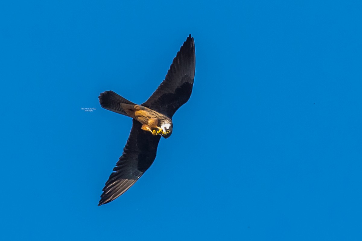 Eleonora's Falcon - ML583726181