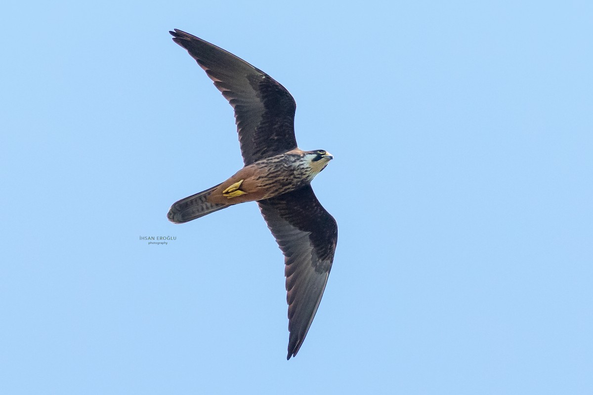 Eleonora's Falcon - ML583726241