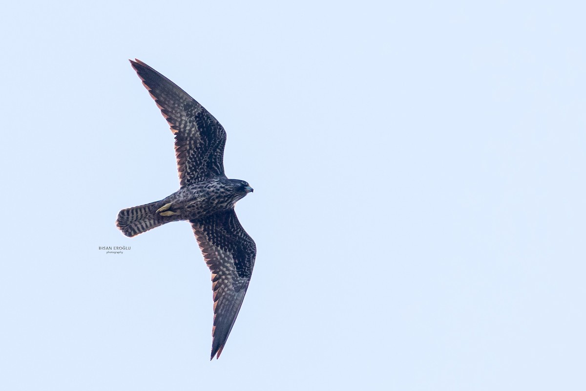 Eleonora's Falcon - ML583726291