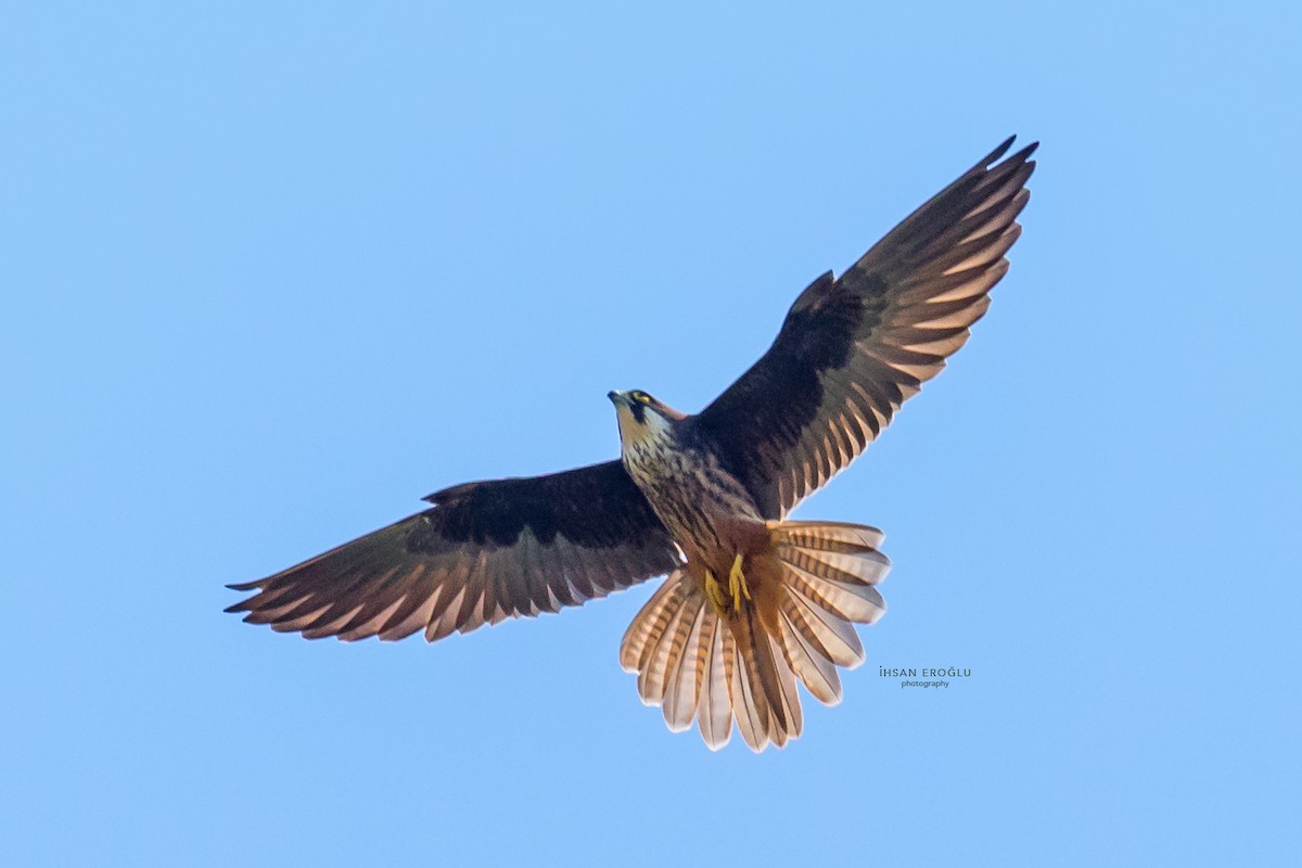 Eleonora's Falcon - ML583726381