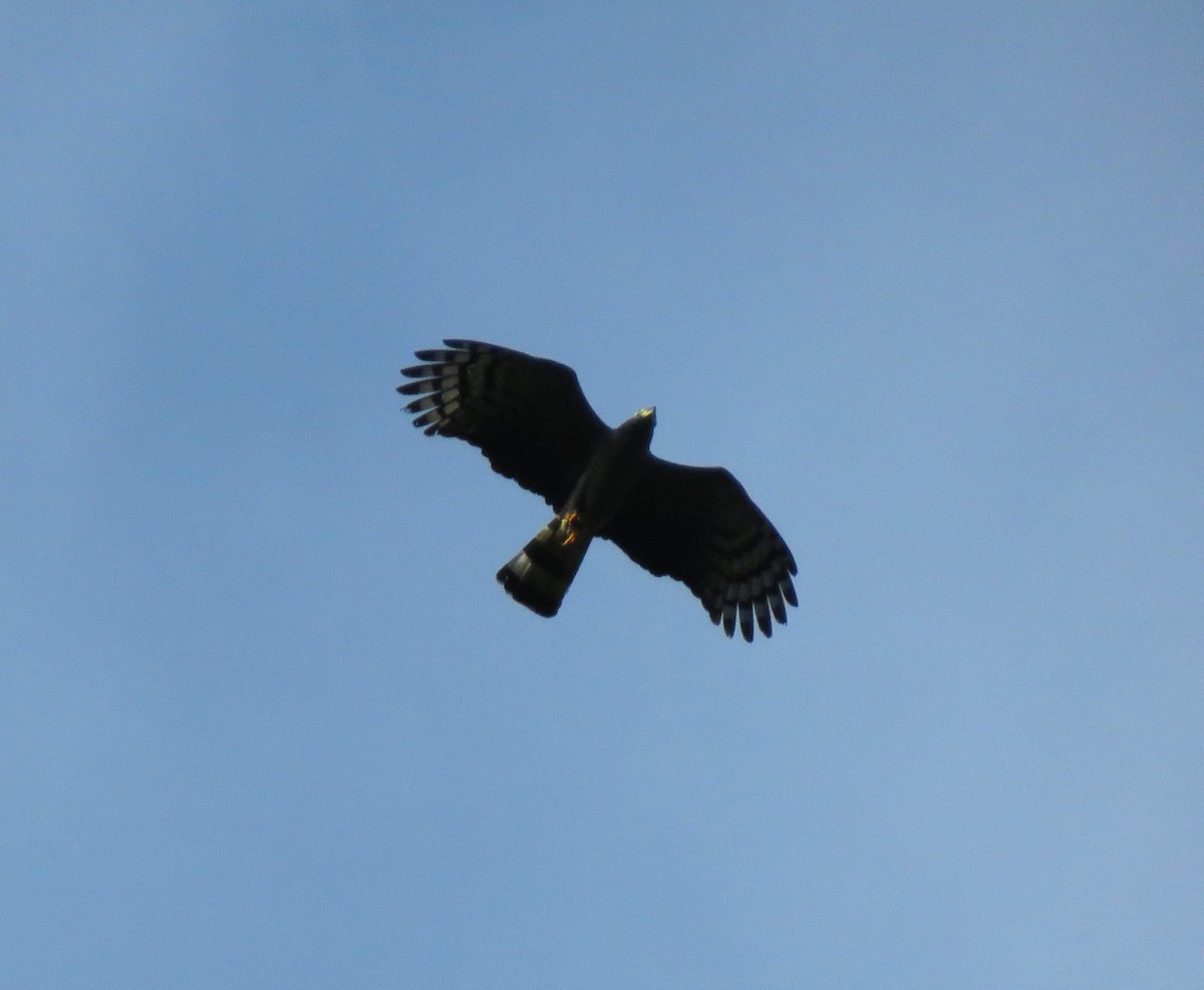 Hook-billed Kite - ML583726481