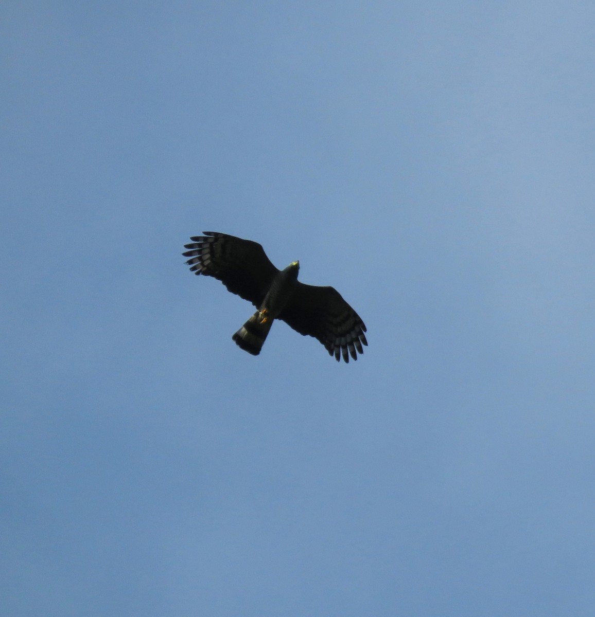 Hook-billed Kite - ML583726491