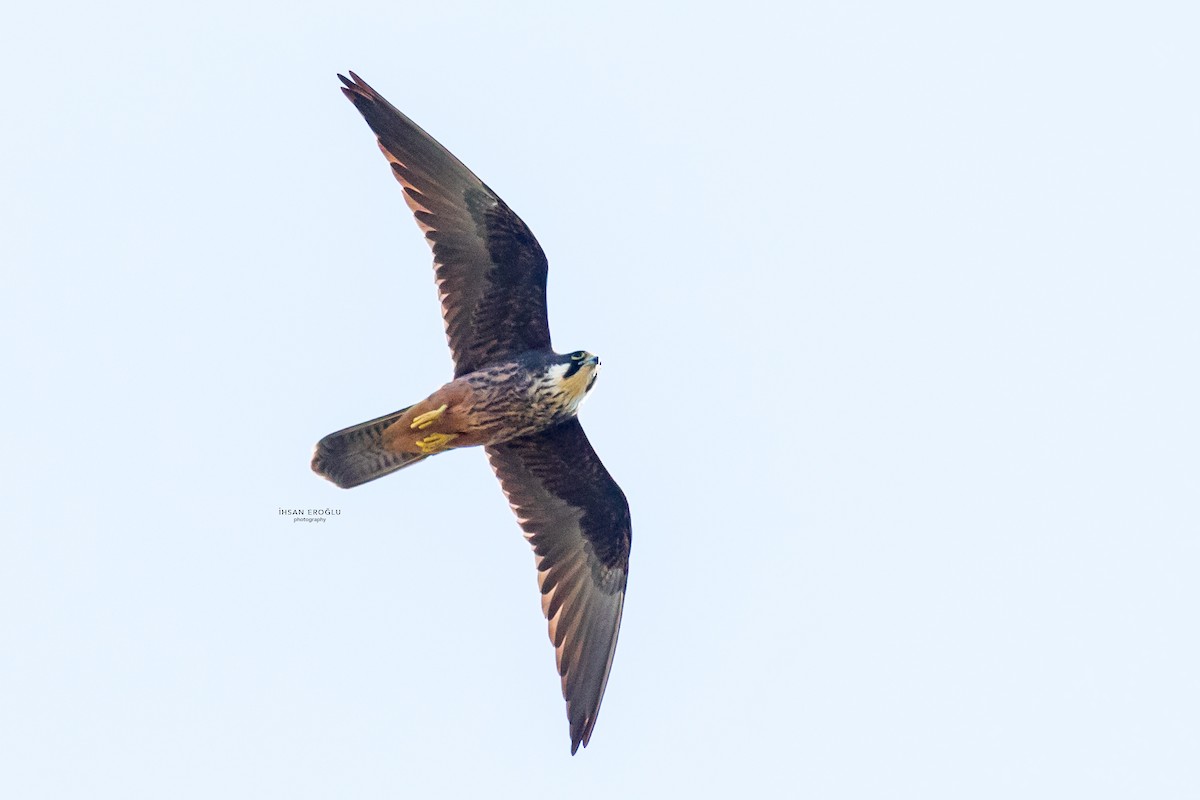 Eleonora's Falcon - ML583726501