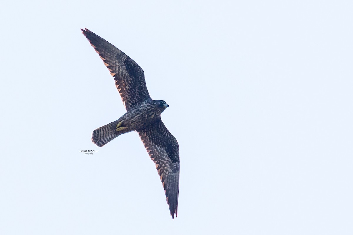 Eleonora's Falcon - ML583726511