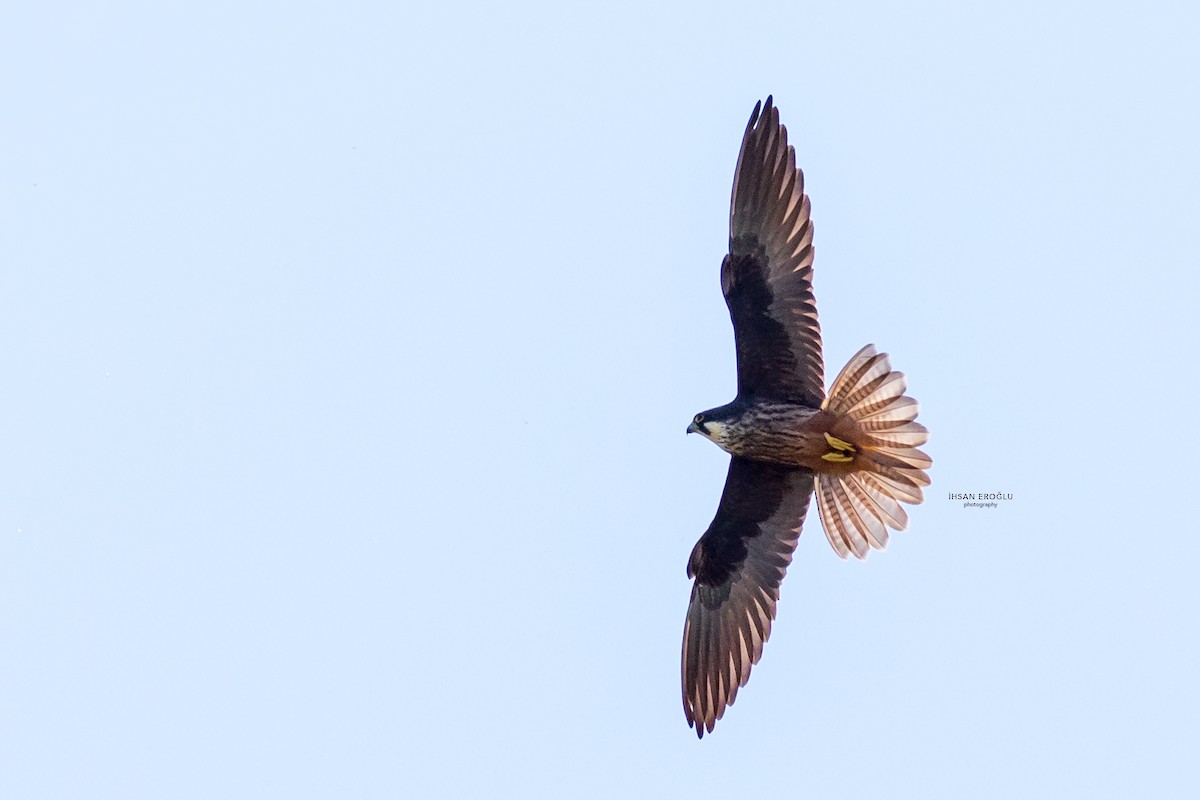 Eleonora's Falcon - ML583726691