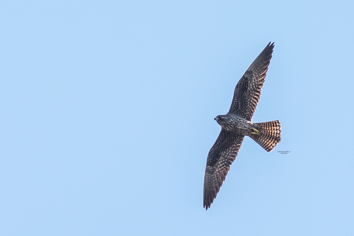 Eleonora's Falcon - ML583726881