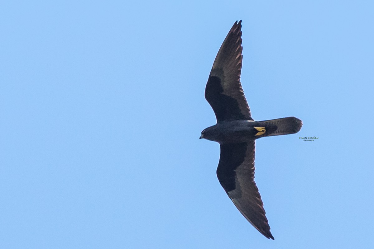 Eleonora's Falcon - ML583726891