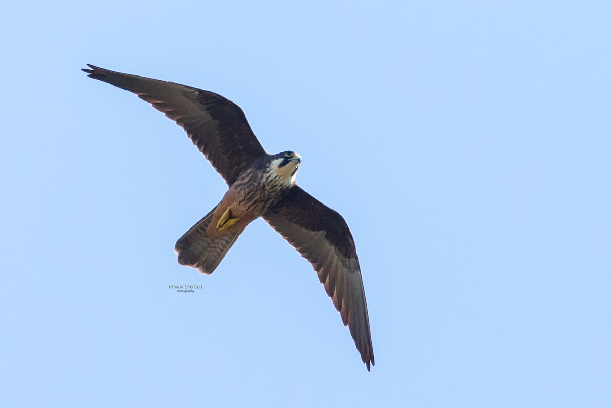 Eleonora's Falcon - ML583726911