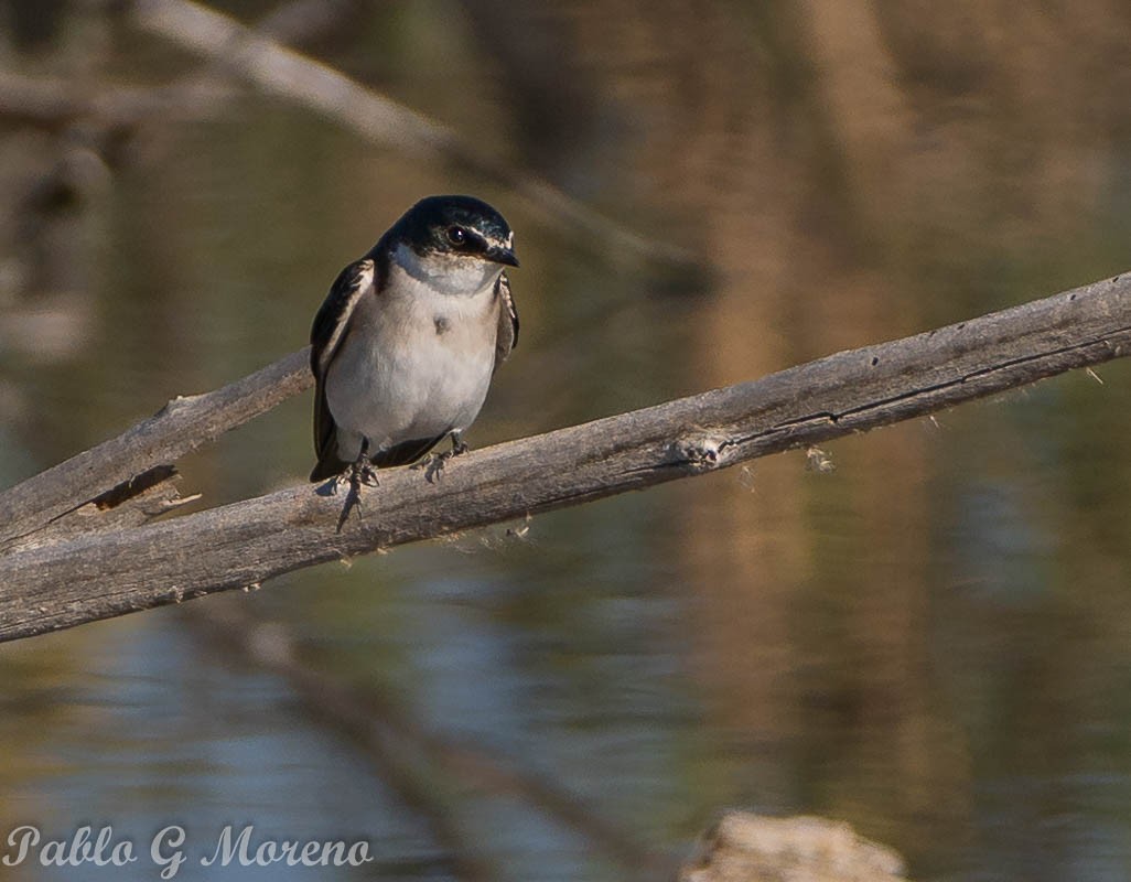 White-rumped Swallow - Pablo Moreno