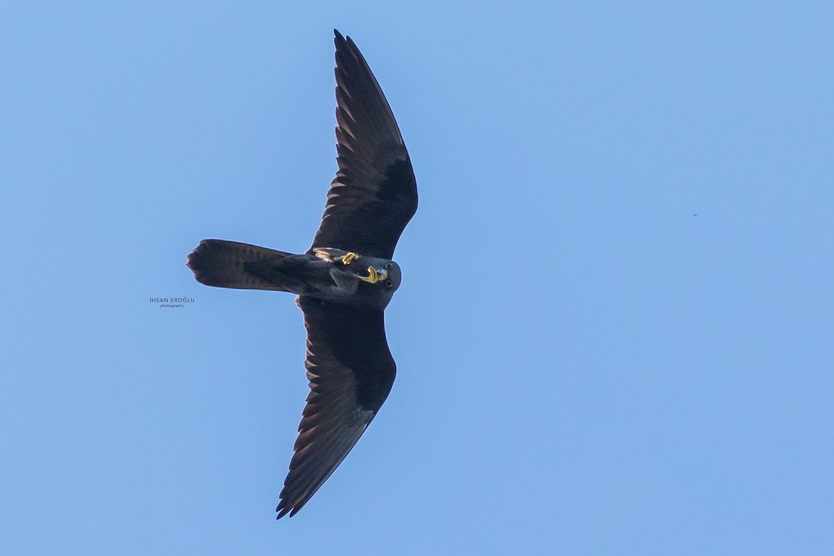 Eleonora's Falcon - ML583727141