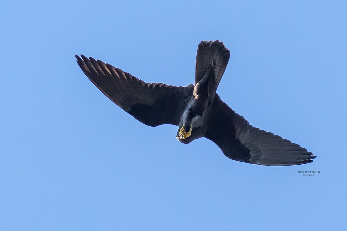 Eleonora's Falcon - ML583727151