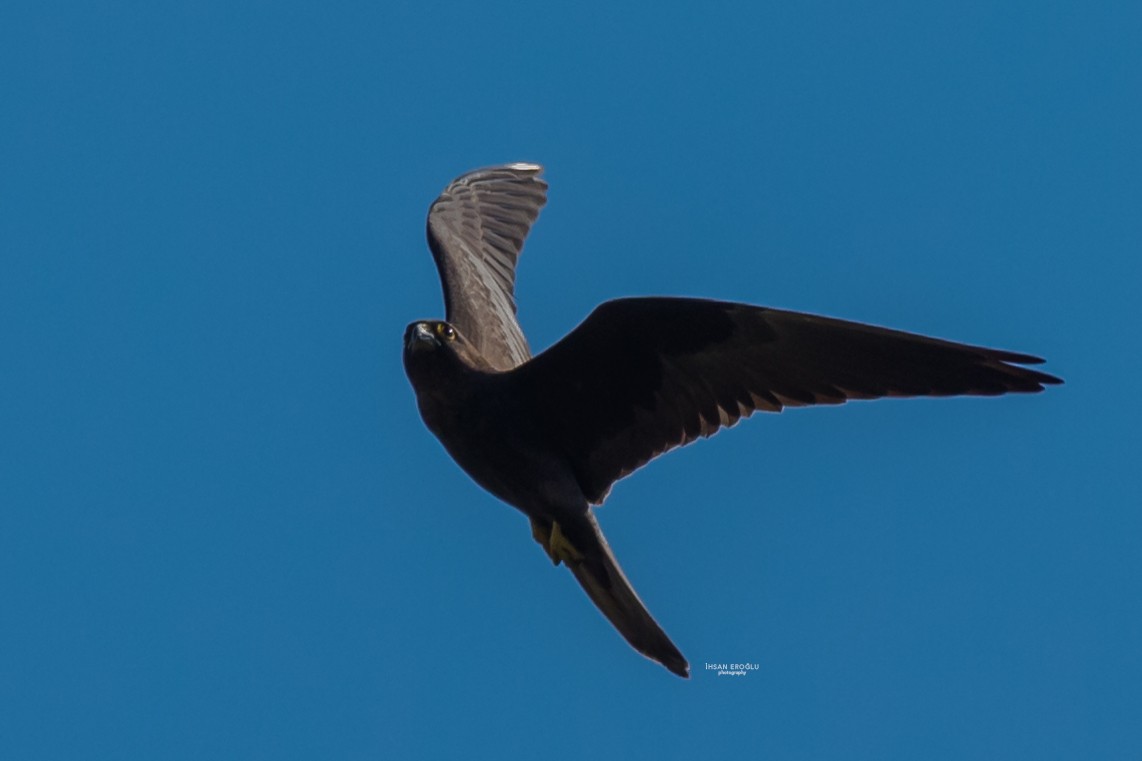 Eleonora's Falcon - ML583727221