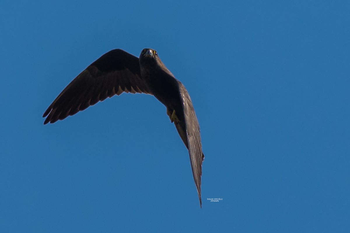 Eleonora's Falcon - ML583727231