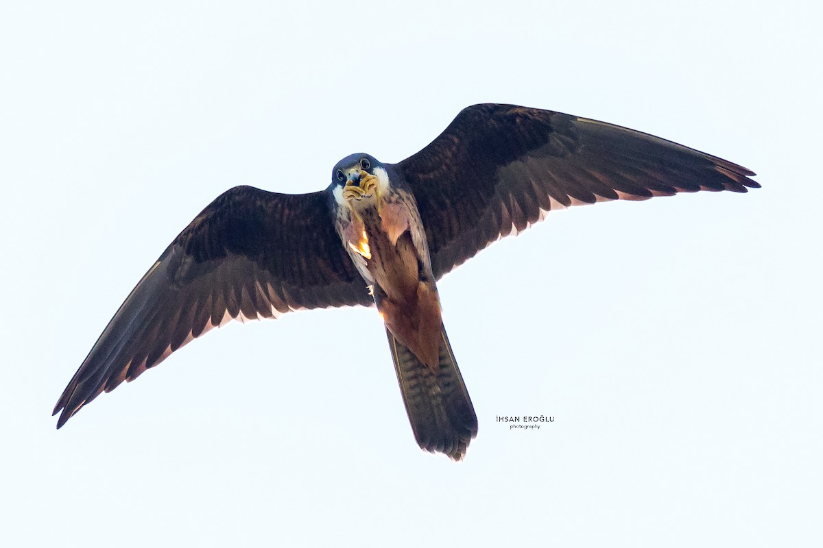 Eleonora's Falcon - İhsan Eroğlu