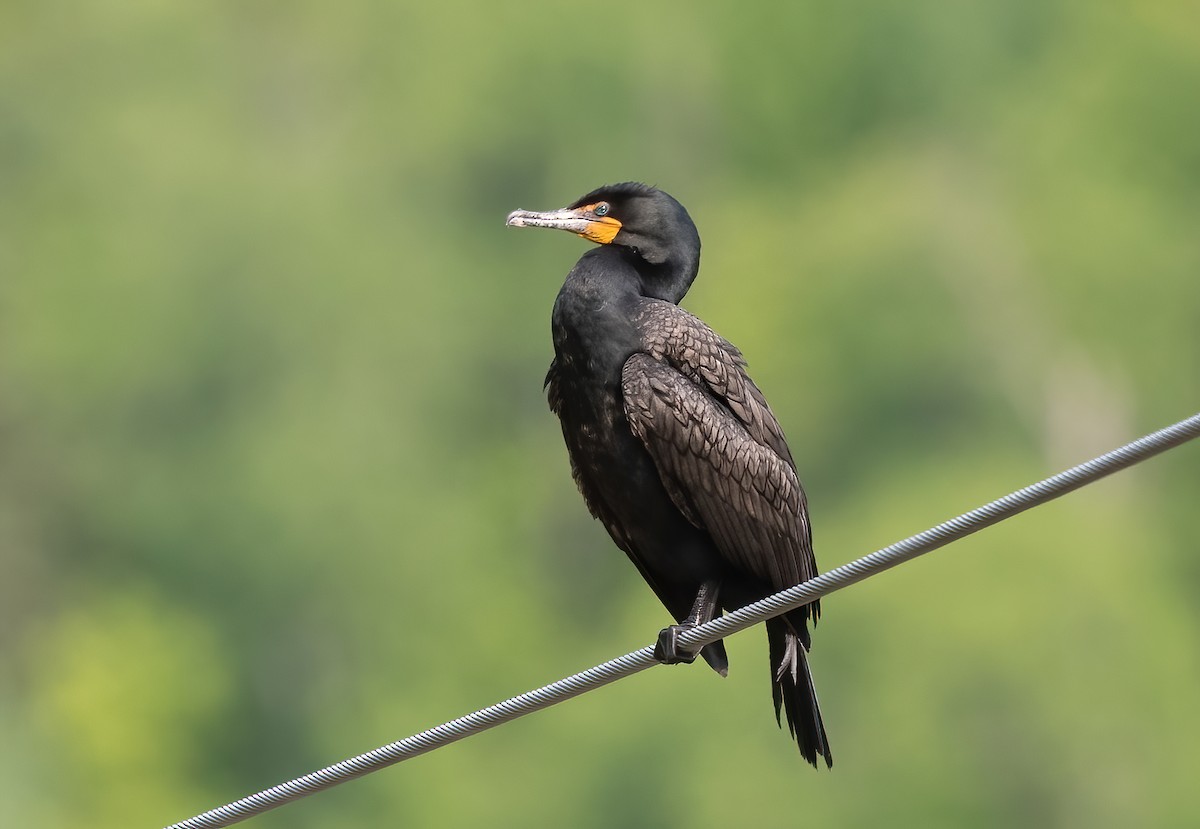 Double-crested Cormorant - ML583727611