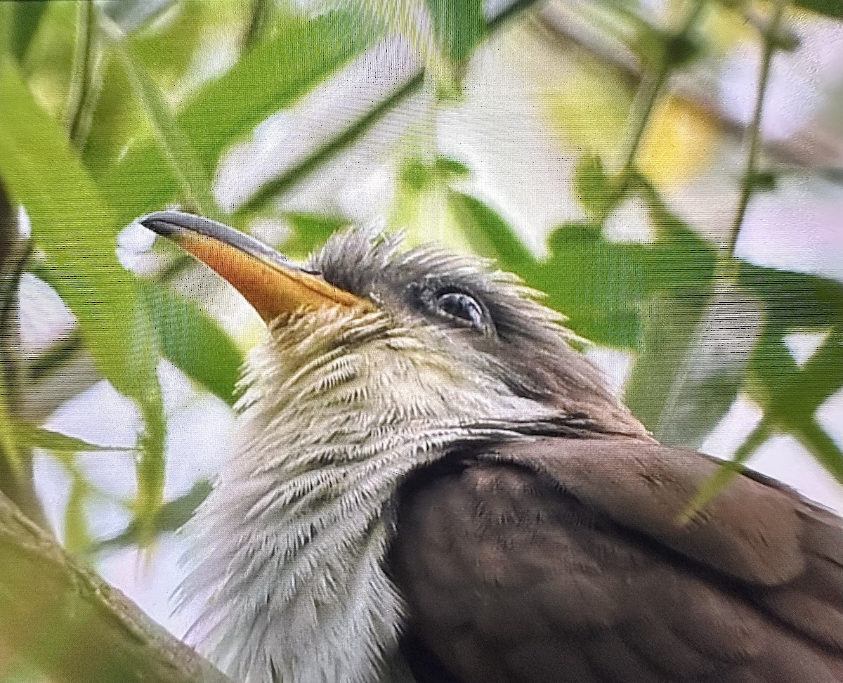 Yellow-billed Cuckoo - ML583727831