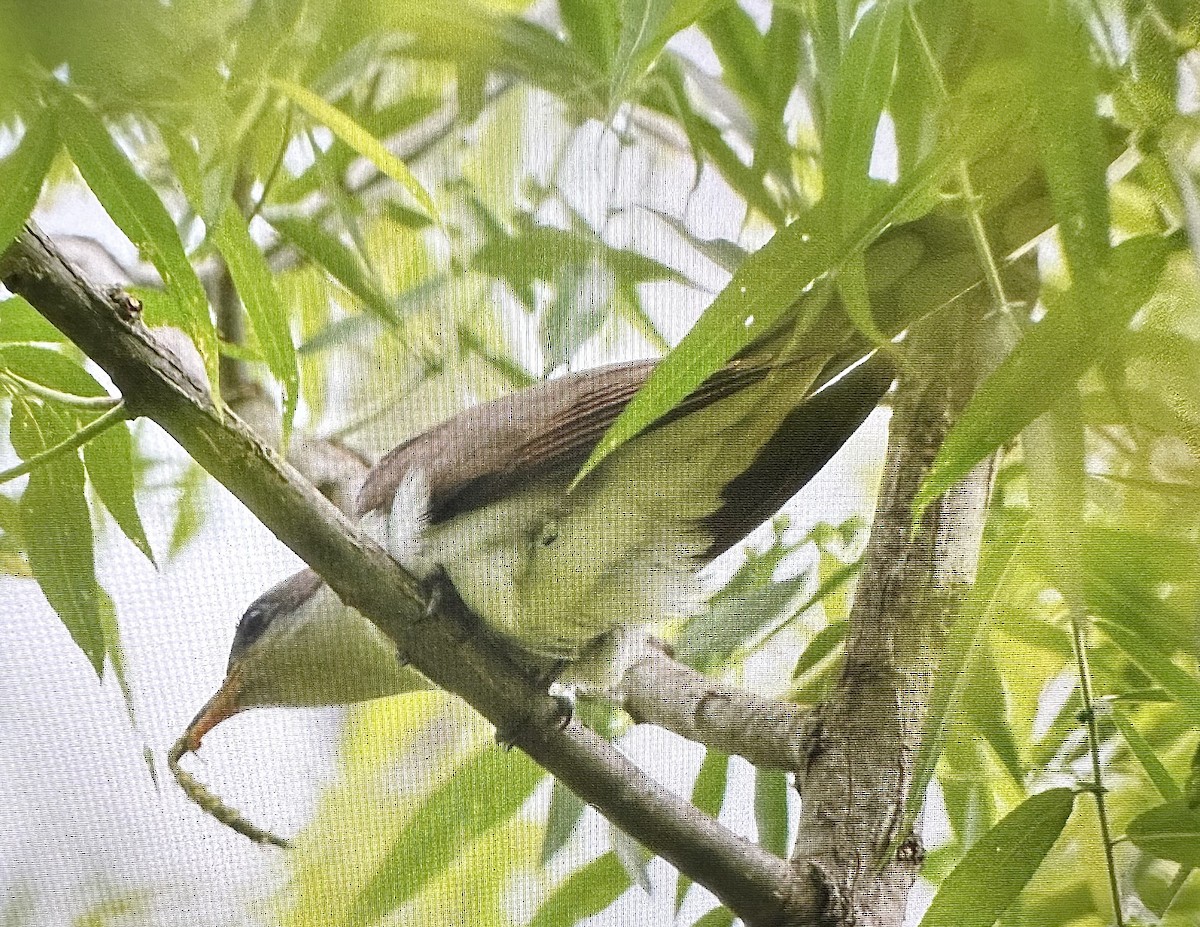 Yellow-billed Cuckoo - ML583727841