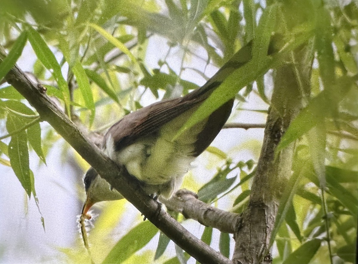 Yellow-billed Cuckoo - ML583727851