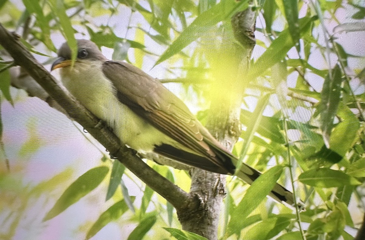 Yellow-billed Cuckoo - ML583727861