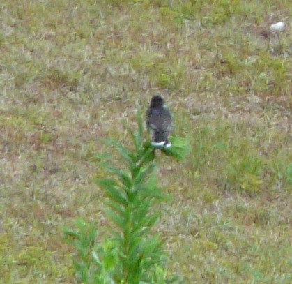 Eastern Kingbird - ML583728611
