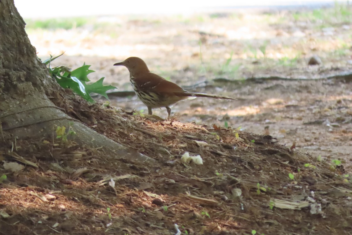 Brown Thrasher - Paula Perdoni