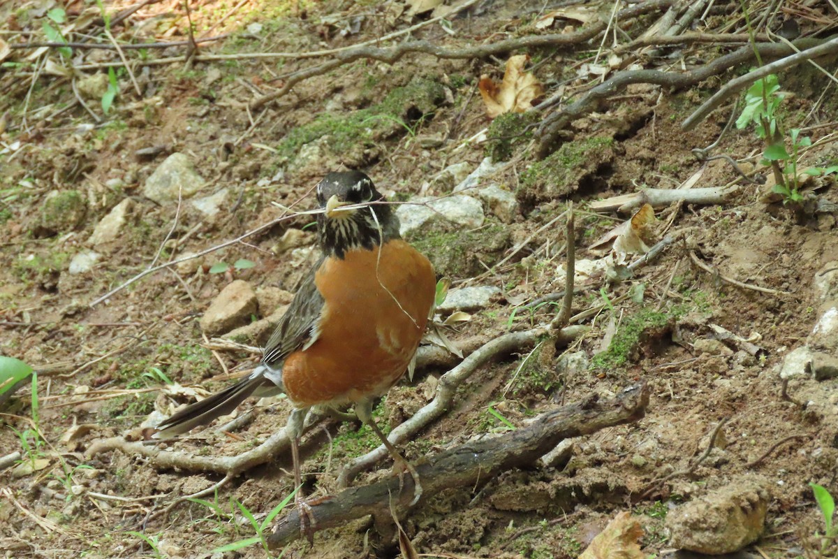 American Robin - ML583729281