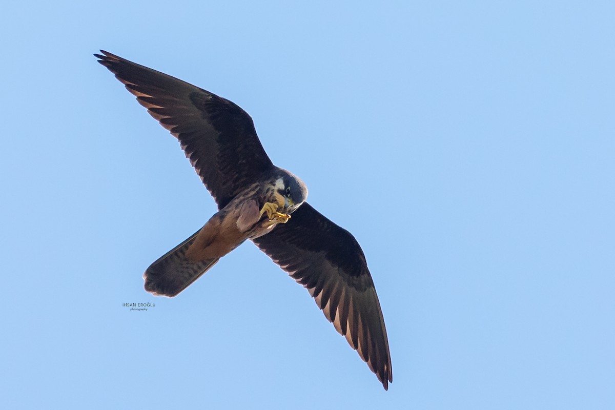 Eleonora's Falcon - ML583730091