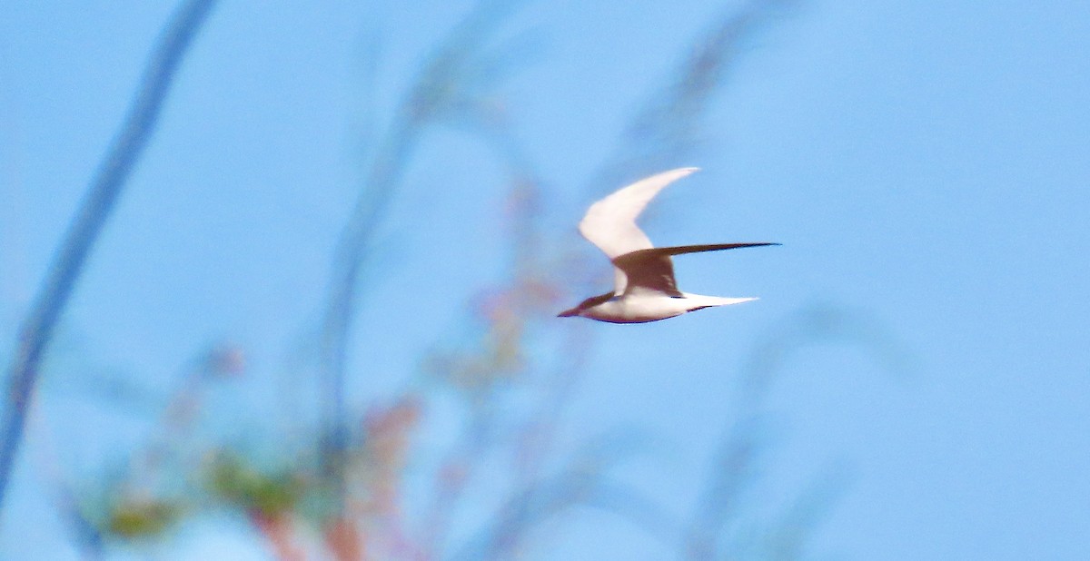 Caspian Tern - ML583732641