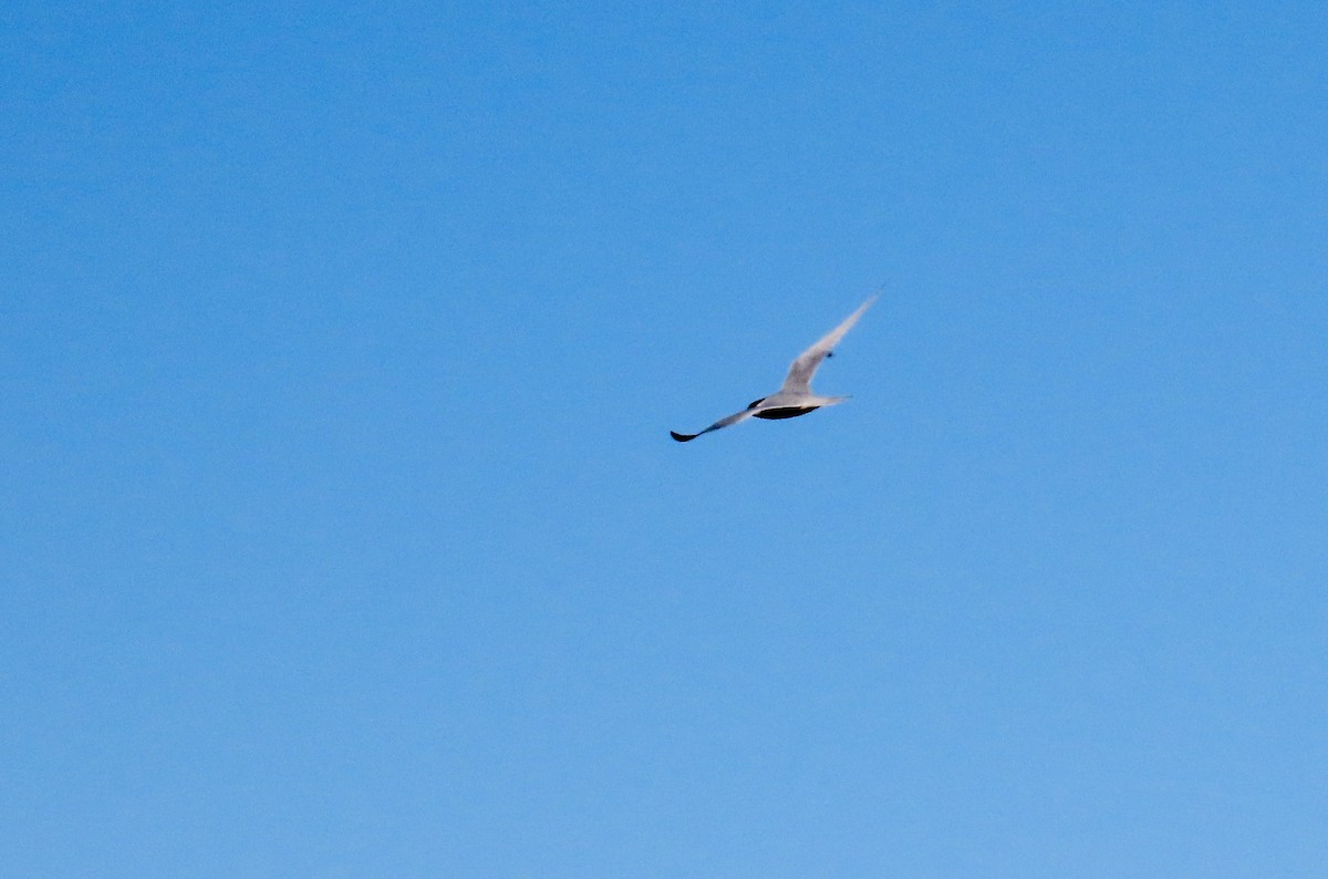 Caspian Tern - ML583732671