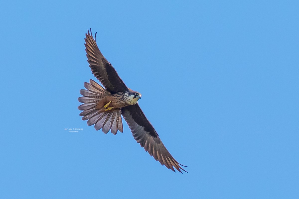 Eleonora's Falcon - ML583733571