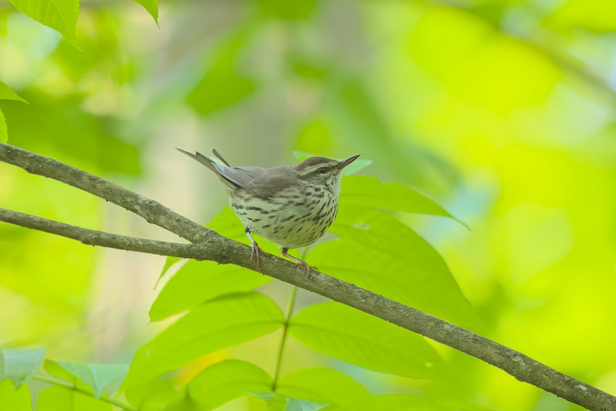 Northern Waterthrush - ML583733721