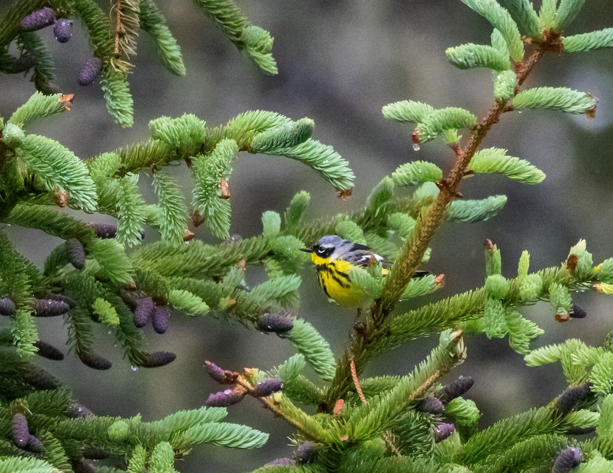 Magnolia Warbler - ML583734011